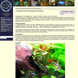 Association d’Aquariophiles Amateurs d’Ivry - 94200 (AAAI) - La reproduction chez les apistogramma cacatuoides