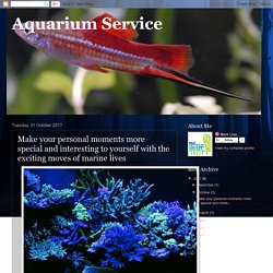 Aquarium Service: Make your personal moments more special and interesting to yourself with the exciting moves of marine lives