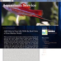 Aquarium Service: Add Color in Your Life With the Real Color of Your Marine World