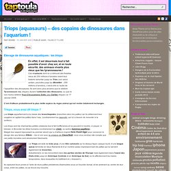 » Triops (aquasaurs) – des copains de dinosaures dans l’aquarium !