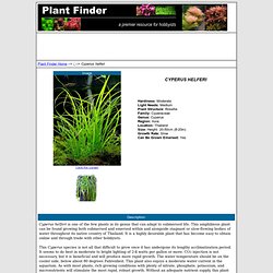 www.aquaticplantcentral.com/forumapc/plantfinder/details.php?id=136