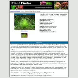 www.aquaticplantcentral.com/forumapc/plantfinder/details.php?id=143