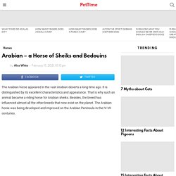 Arabian - a Horse of Sheiks and Bedouins - PetTime
