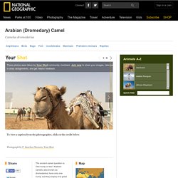 Arabian (Dromedary) Camels, Arabian (Dromedary) Camel Pictures, Arabian (Dromedary) Facts