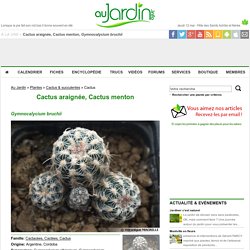 Cactus araignée, Cactus menton, Gymnocalycium bruchii : conseils de culture