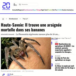 Haute-Savoie: Il trouve une araignée mortelle dans ses bananes