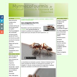 Araignée myrmécomorphe - MyrmecoFourmis.fr fourmis et insectes