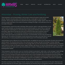 Arborvitae - Pruning, Winter Care and Fertilizing - Hawks Landscape, Inc.