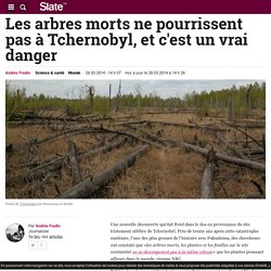 Les arbres morts ne pourrissent pas à Tchernobyl, et c'est un vrai danger