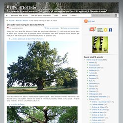 Des arbres remarqués dans la Nièvre