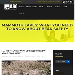 Are There Bears in Mammoth Lakes?