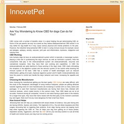 InnovetPet: Are You Wondering to Know CBD for dogs Can do for You?