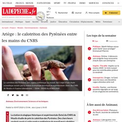 texte 1 Ariège : le calotriton des Pyrénées entre les mains du CNRS
