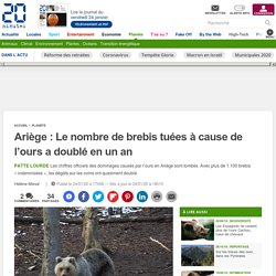 Ariège : Le nombre de brebis tuées à cause de l’ours a doublé en un an