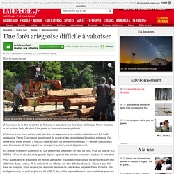 Une forêt ariégeoise difficile à valoriser - 08/06/2015