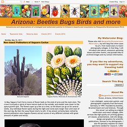 The Saguaro Cactus and its visitors