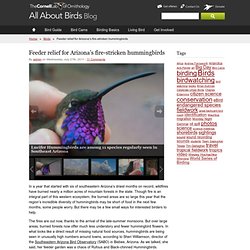 Feeder relief for Arizona’s fire-stricken hummingbirds – Round Robin