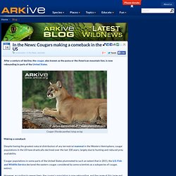 In the News: Cougars making a comeback in the US