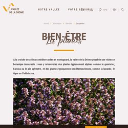 Plantes aromatiques & médicinales - Huile essentielle - Vallée de la Drôme