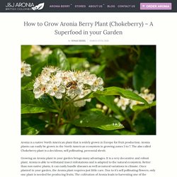 How to Grow Aronia Berry Plant (Chokeberry) – A Superfood in your Garden
