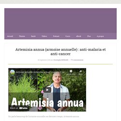 Artemisia annua (armoise annuelle) : anti-malaria et anti-cancer