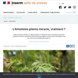 L’Artemisia plante miracle, vraiment ?
