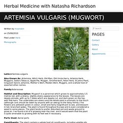 Rowan Remedies » Artemisia vulgaris, Mugwort
