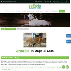 Low-Cost Arthritis Treatment Hospital for Dogs and Cats