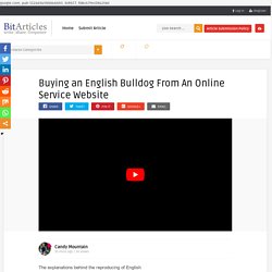 Buying an English Bulldog From An Online Service Website – Free Articles Submission