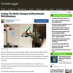 Creating The World's Strongest Artificial Muscles With Biomimicry :...