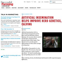 Artificial Insemination Helps Improve Herd Genetics, Calving