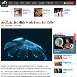 Artificial Jellyfish Made From Rat Cells