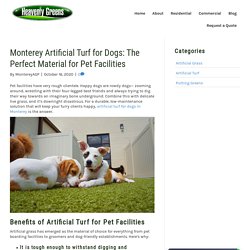 Artificial Turf for Dogs in Monterey for Pet Care Businesses