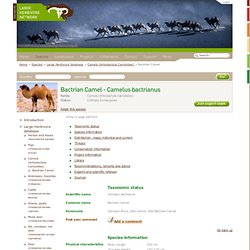 Common names: Camelus ferus; Wild Camel; Wild Bactrian Camel (Camels (Artiodactyla Camelidae) > Camelus bactrianus)