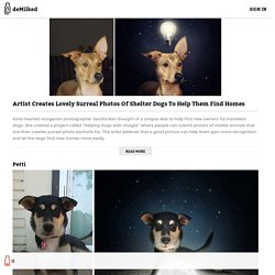 Artist Creates Lovely Surreal Photos Of Shelter Dogs To Help Them Find Homes