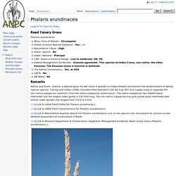 Phalaris arundinacea - RoguesGallery