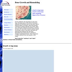 Bone Growth and Remodeling