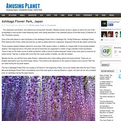 Ashikaga Flower Park, Japan