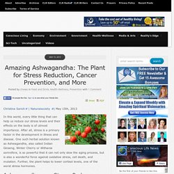 Amazing Ashwagandha: The Plant for Stress Reduction, Cancer Prevention, and More