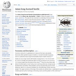 WIKIPEDIA - Asian long-horned beetle.