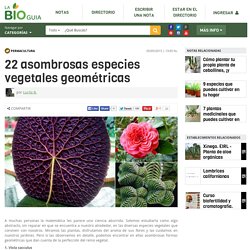 22 asombrosas especies vegetales geométricas