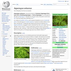 Asparagus Fern -setaceus