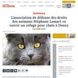 L'association de défense des droits des animaux Stéphane Lamart va ouvrir un refuge pour chats à Donzy - Donzy (58220) - Le Journal du Centre