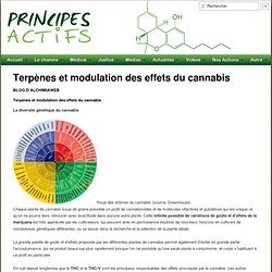 Terpènes et modulation des effets du cannabis