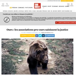 Ours : les associations pro-ours saisissent la justice