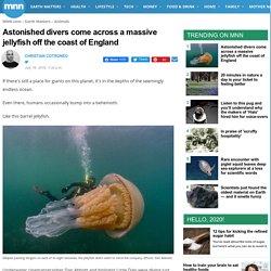 Astonished divers come across a massive jellyfish off the coast of England