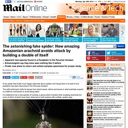 The astonishing fake spider - built as a decoy by another spider: How amazing Amazonian arachnid avoids attack