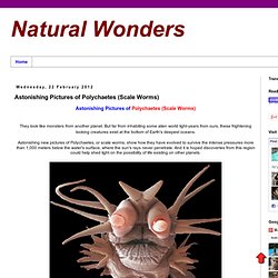 Natural Wonders: Astonishing Pictures of Polychaetes (Scale Worms)