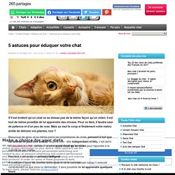 5 astuces pour éduquer votre chat - Eduquer son chat