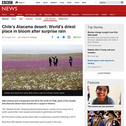 Chile's Atacama desert: World's driest place in bloom after surprise rain - BBC News